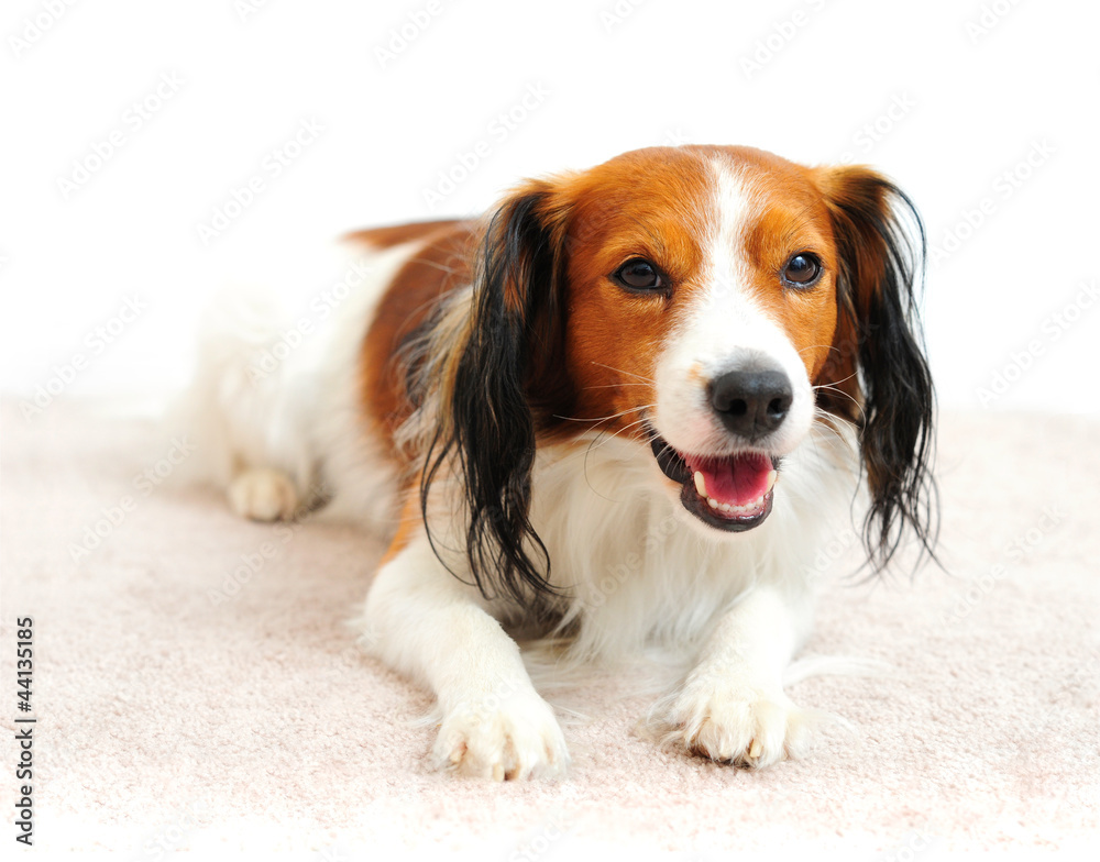 Kooikerhondje Dog Laying on Carpet Floor - obrazy, fototapety, plakaty 