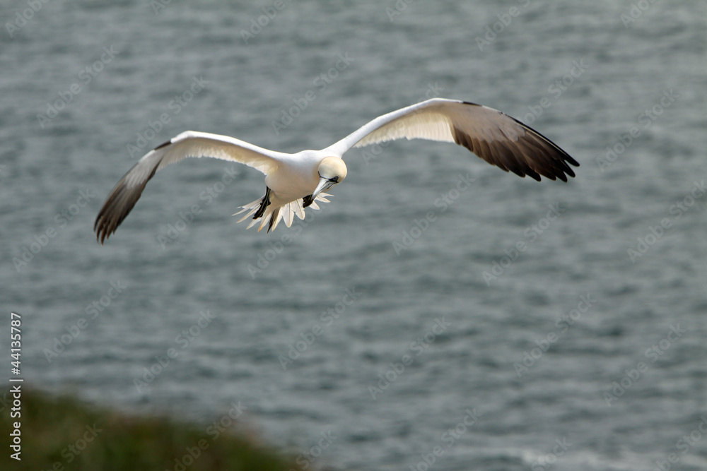 Basstölpel am Vogelfelsen auf Helgoland Basstölpel am Vogelfelsen auf Helgoland