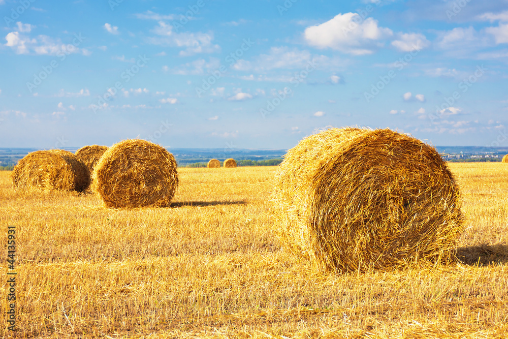 Hay bales on the field