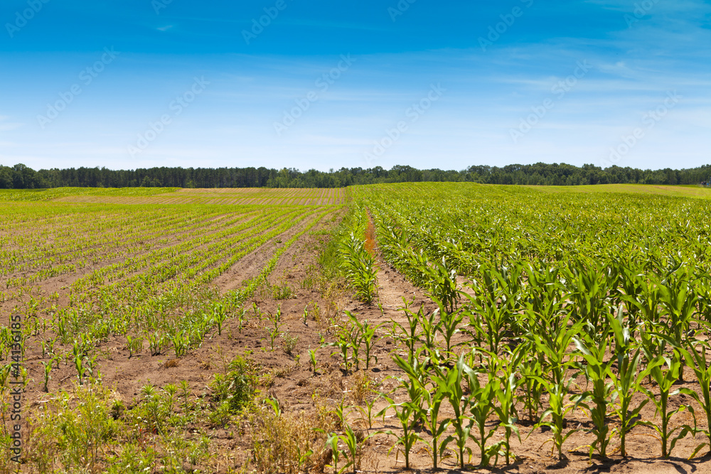 American Farmland American Farmland