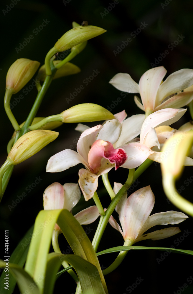 Obraz premium Orchid