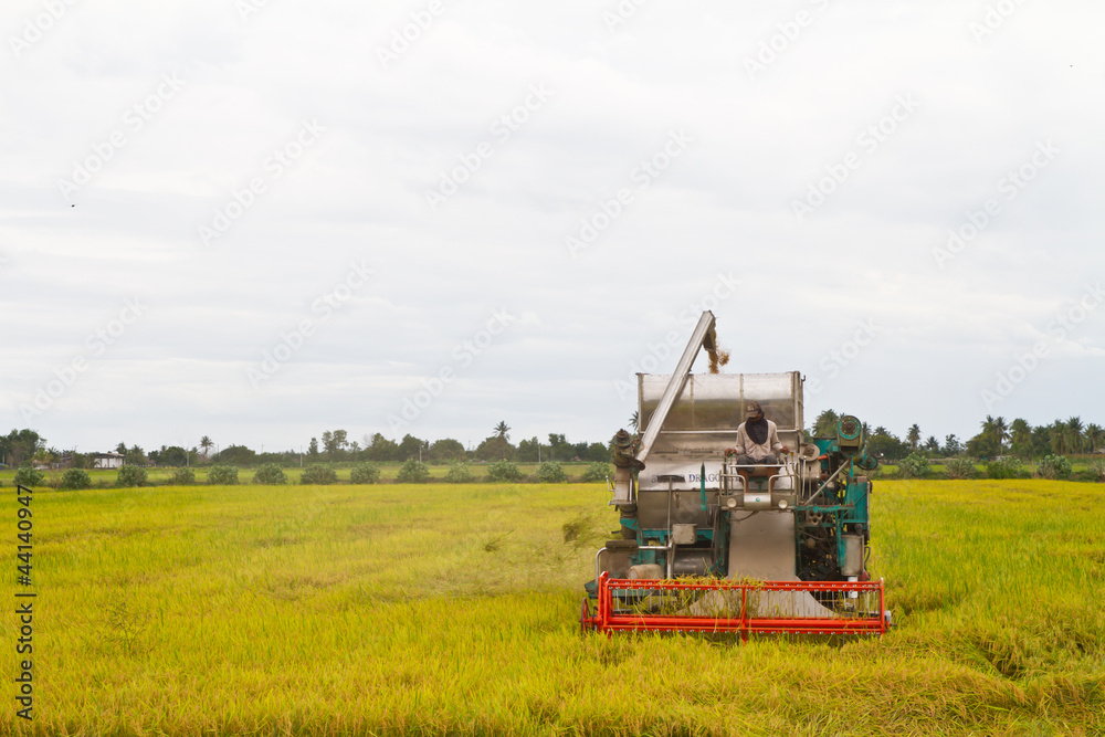 Obraz premium Combine harvesting rice
