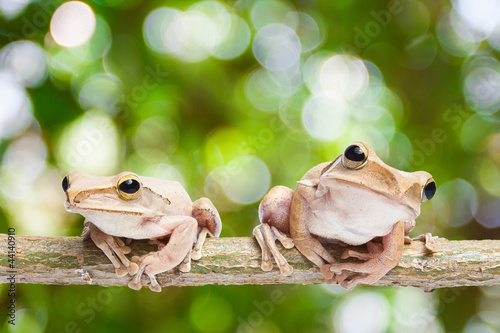 Two, frog on green bokeh background photo