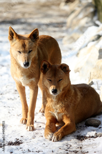 Dingo dans la neige 