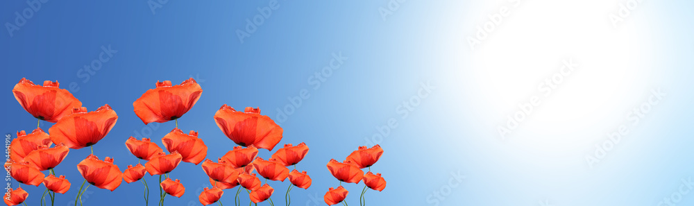 Naklejka premium Coquelicots