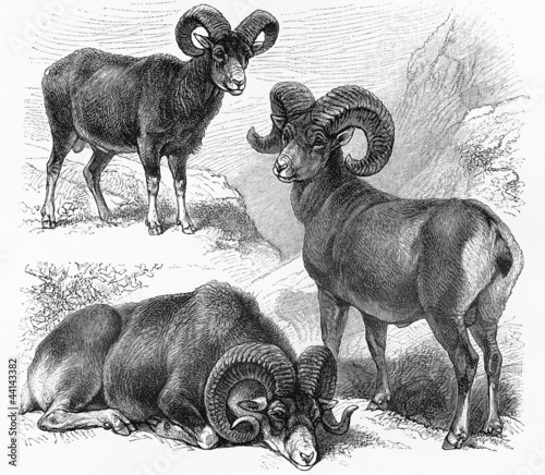 Ovis Montana, Ovis Polli and Ovis Musimon wild sheep