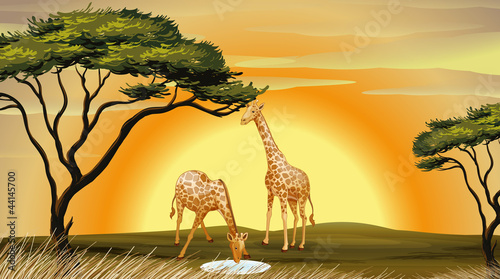 giraffe