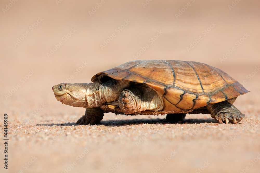 Fototapeta premium Helmeted terrapin (Pelomedusa subrufa)