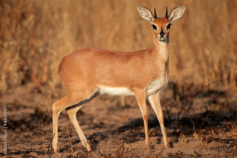 Male steenbok antelope (Raphicerus campestris) Male steenbok antelope (Raphicerus campestris)