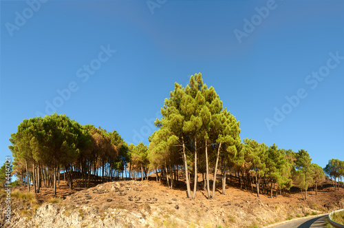 Mediterranean pines on calabrian hills