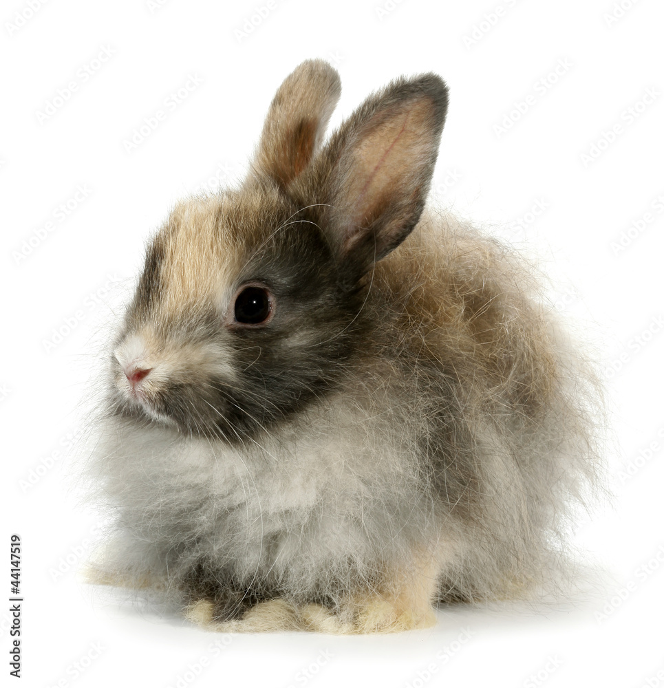 Weird rabbit bunny head isolated on white