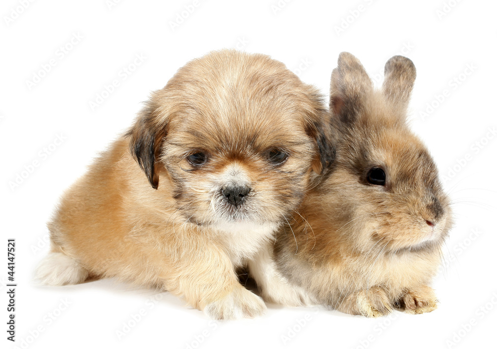 Pekingese puppy dog and bunny baby rabbit friends