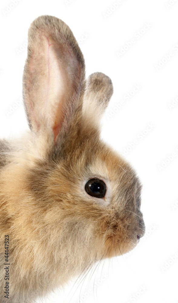 Obraz premium Rabbit profile