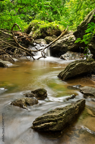 Stream in tropical rain forests