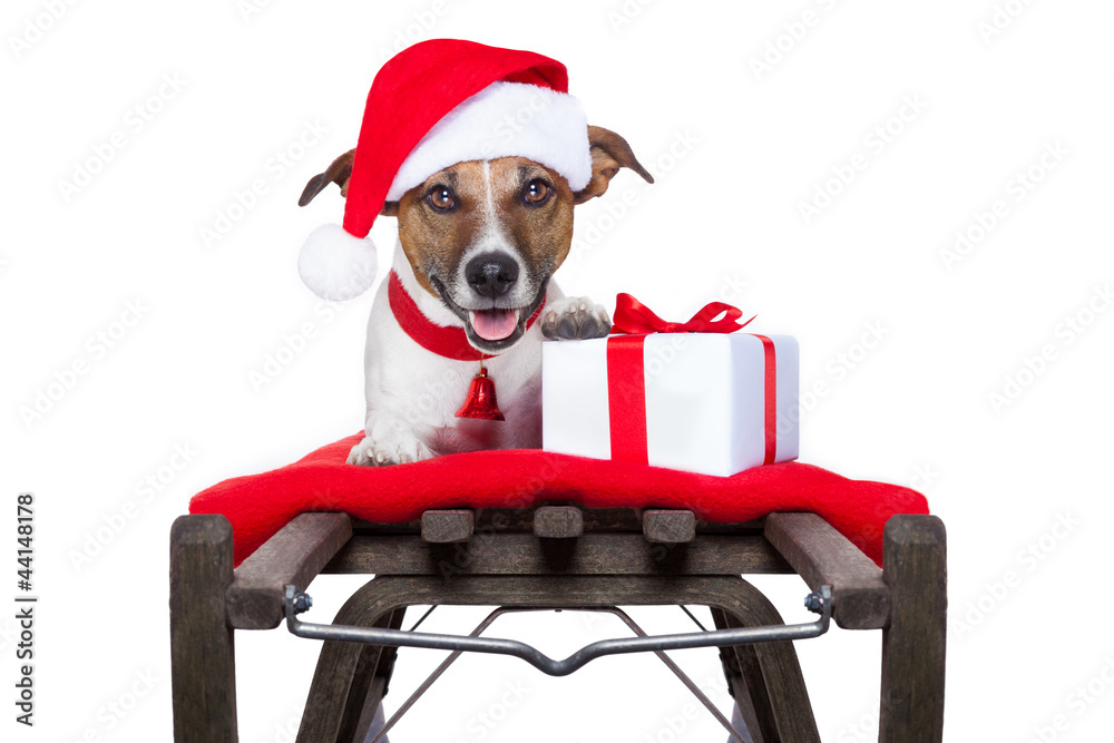 christmas dog on sleigh