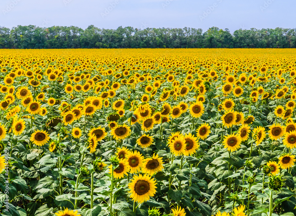 Obraz premium Pole kwitnących słoneczników