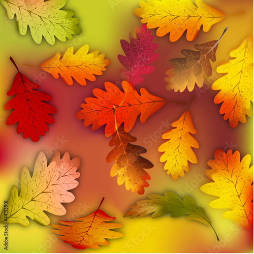 foglie di quercia in autunno