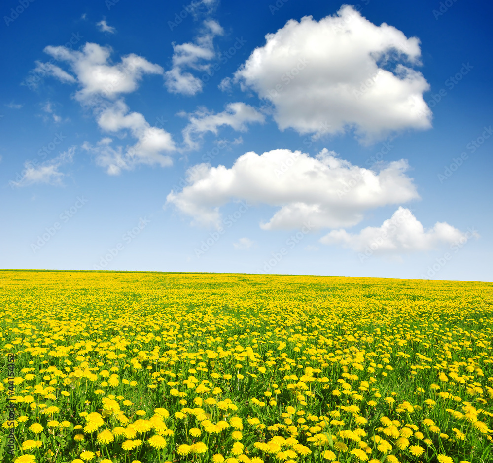 Fototapeta premium dandelions in the meadow with blue sky