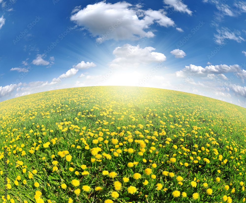 Fototapeta premium dandelions in the meadow with blue sky