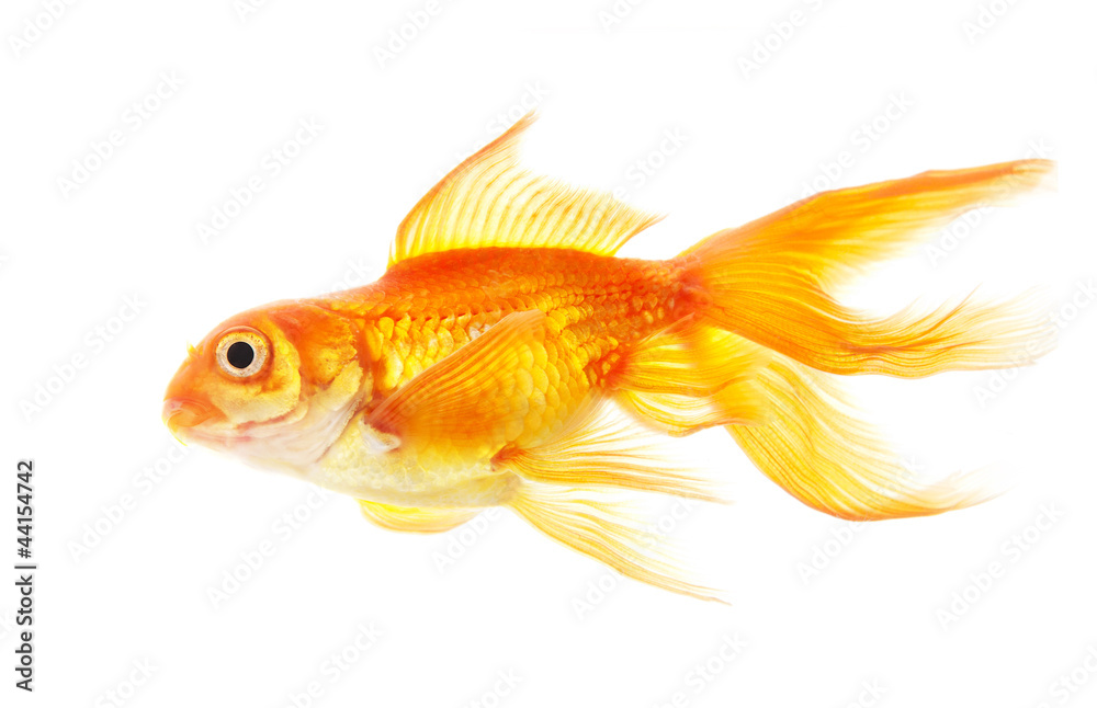 Gold fish (golden carp). Isolation on the white