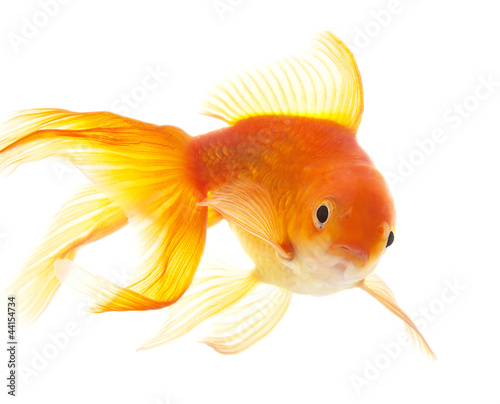 Gold fish (golden carp). Isolation on the white © EMrpize