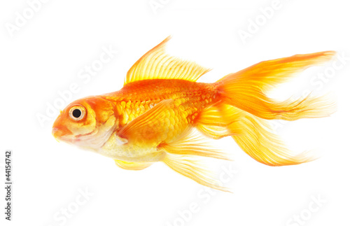 Gold fish (golden carp). Isolation on the white