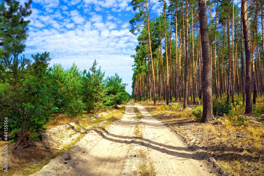 Fototapeta premium The dirt road through pine forest