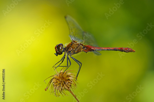 libellule rouge sur fond vert