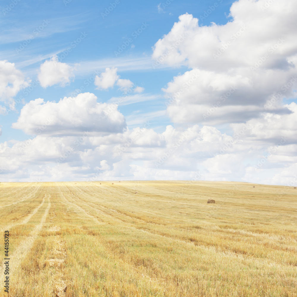 Wheat field after harvesting