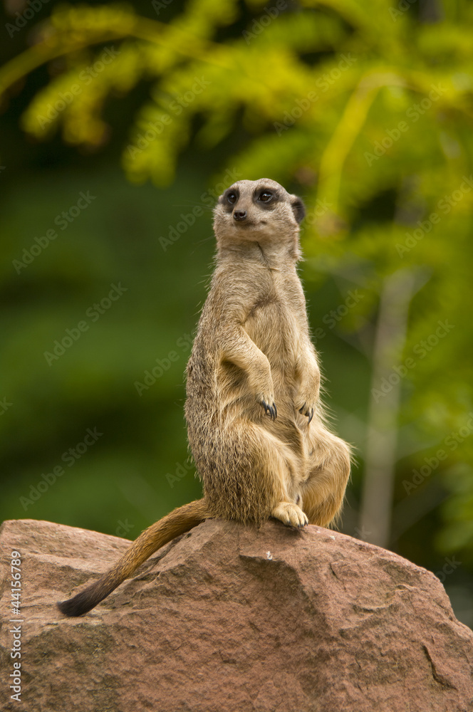 Watchful meerkat standing in alert Watchful meerkat standing in alert