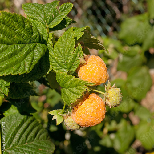 Gelbe Himbeeren - Rubus idaeus photo