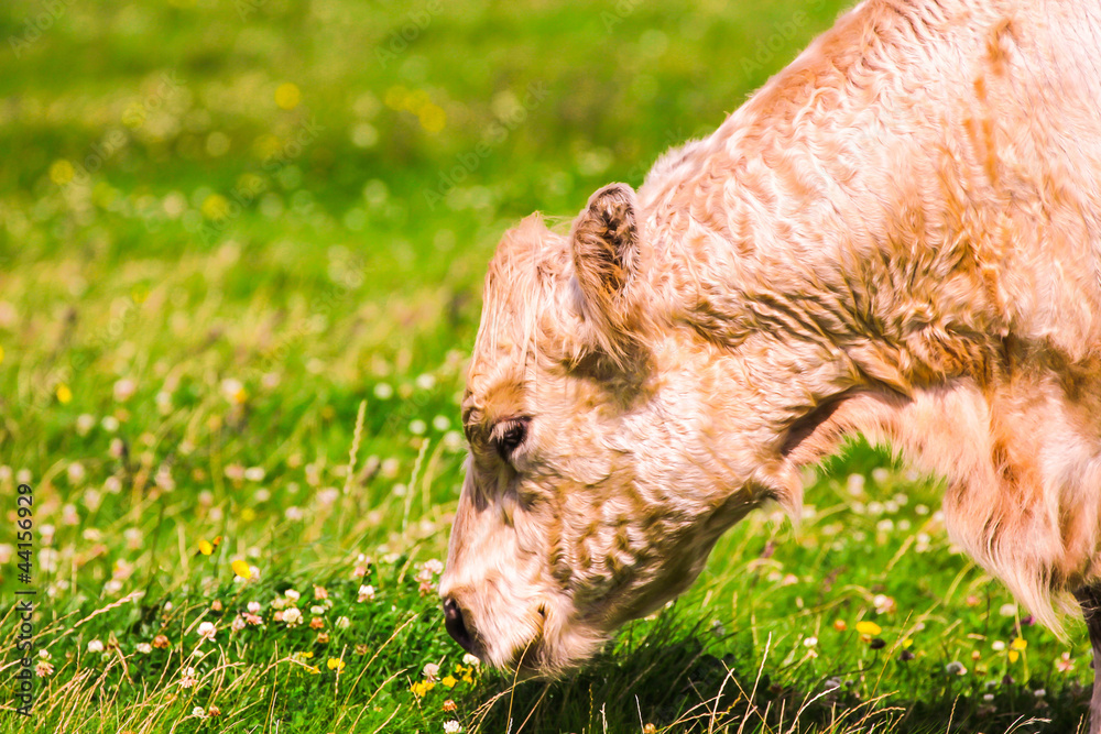 Fototapeta premium Rind beim Fressen