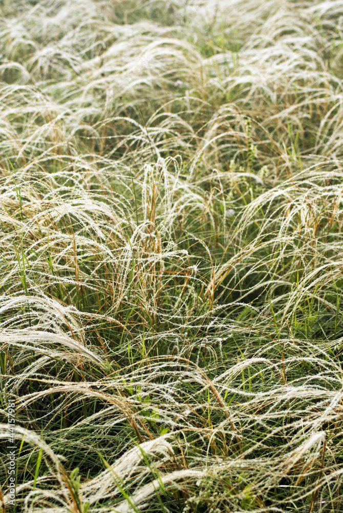 Feather grass in wind. Dry steppe grass Feather grass in wind. Dry steppe grass