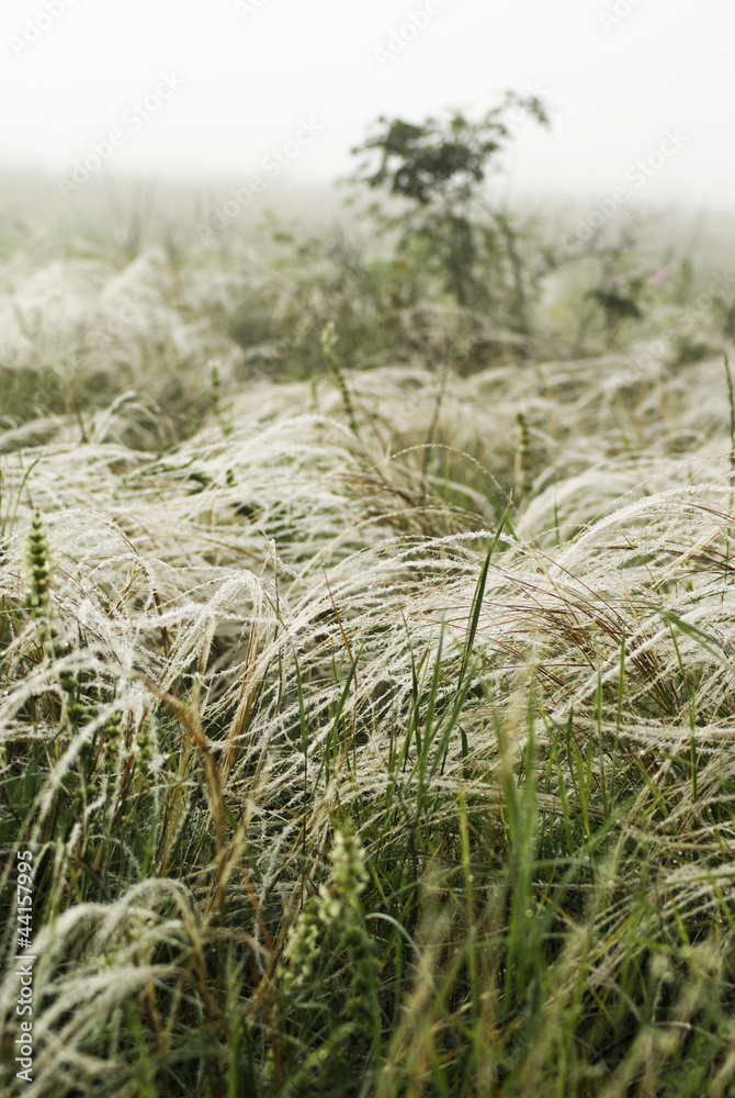 Fototapeta premium Feather grass in the wind against a background of fog