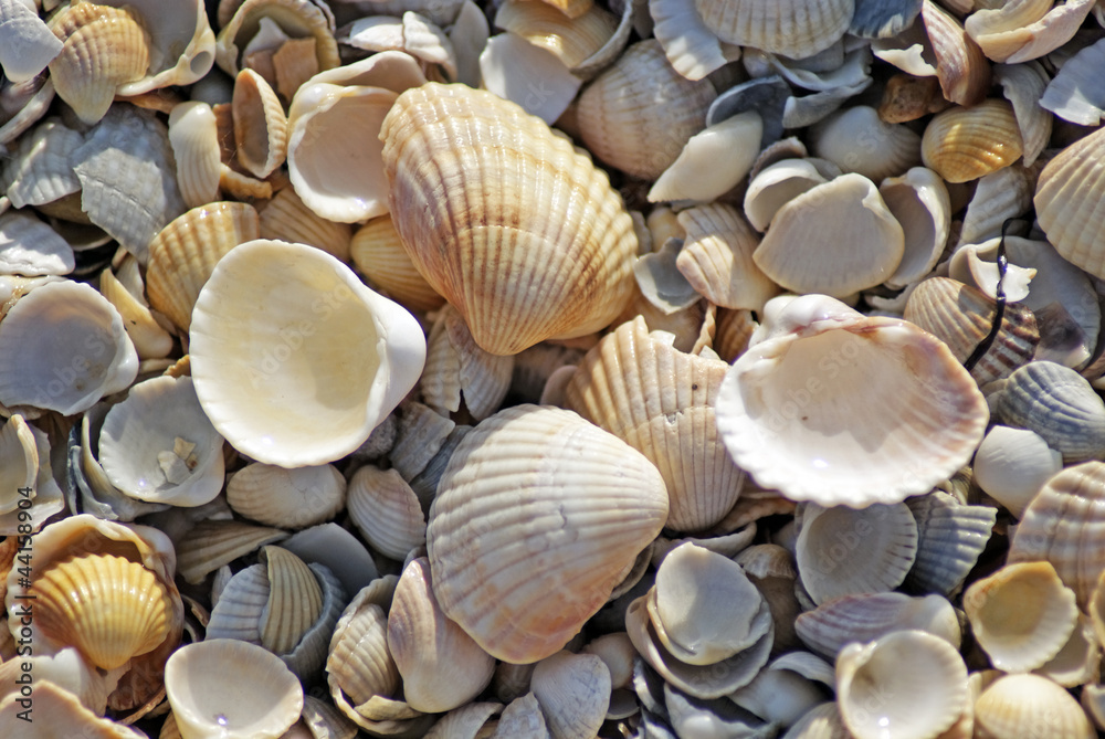 Shells on the Sea of ​​Azov. Coast. Beach
