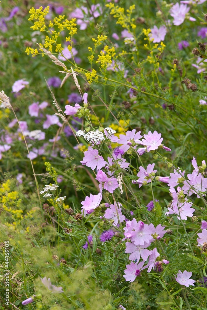 Wildblumenwiese, Niedersachsen, Deutschland