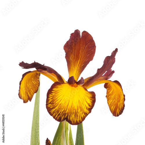 Single flower of Spuria iris isolated on white photo
