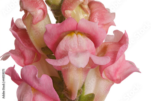 Close-up of pink shapdragon flowers isolated on white photo