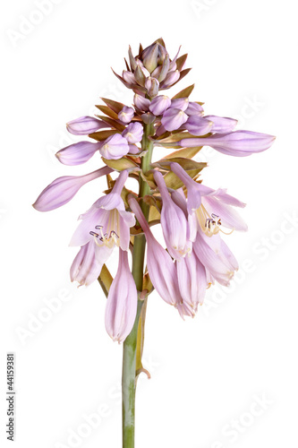 Fototapeta Naklejka Na Ścianę i Meble -  Stem with purple flowers of a hosta