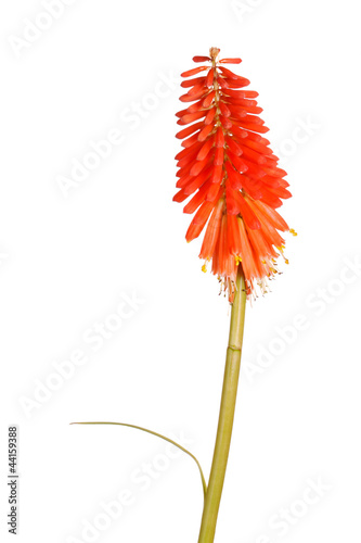 Fototapeta Naklejka Na Ścianę i Meble -  Stem with bright orange flowers of Kniphofia
