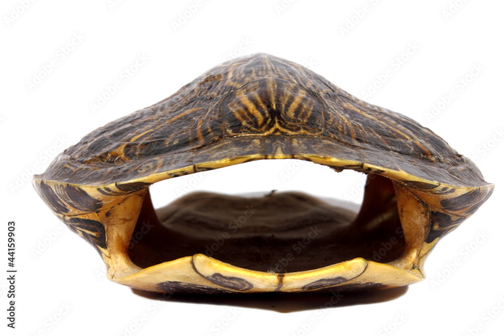 Obraz premium Turtle Shell