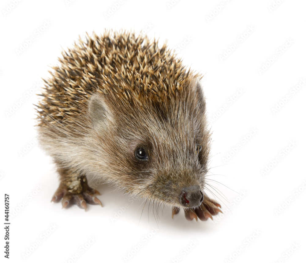 Fototapeta premium hedgehog isolated