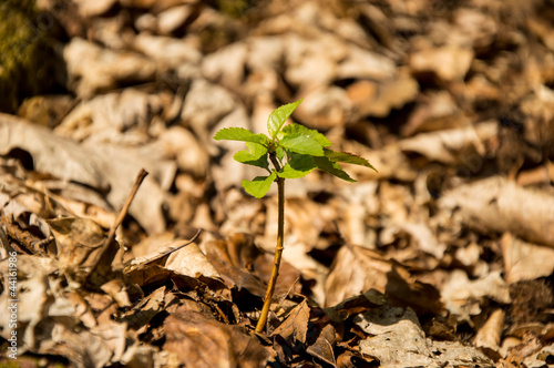Small seedling in the woods
