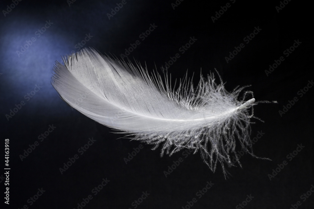 Obraz premium White feathers