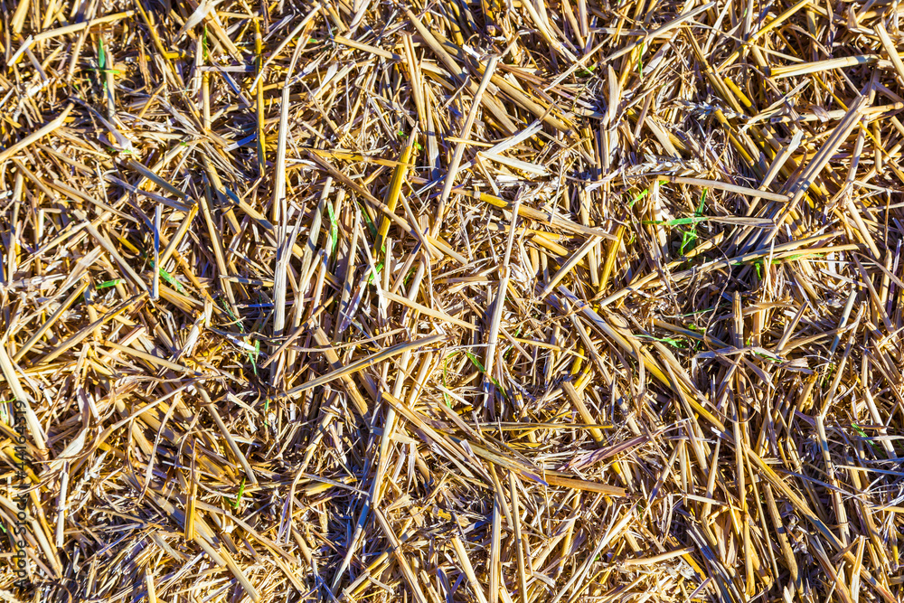 pattern of corn field after harvest pattern of corn field after harvest