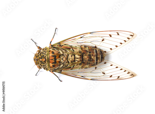 cicada insect