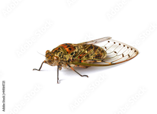cicada insect