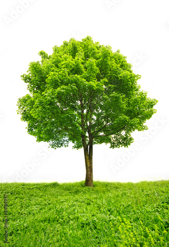 green tree and grass isolated on white background
