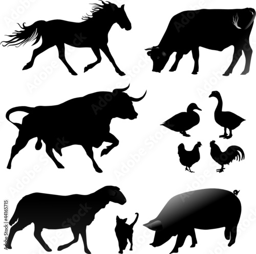Farm animals