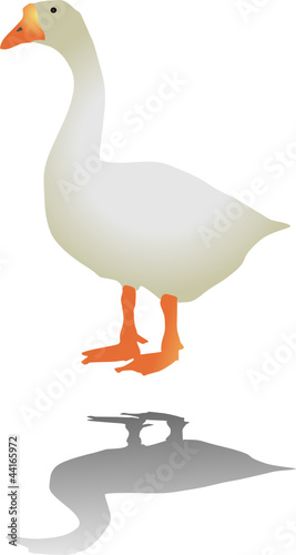 goose isolated